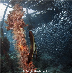 Raja Ampat by Sergiy Glushchenko 